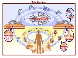 Ciclo Biológico 