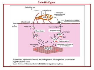 Ciclo Biológico 