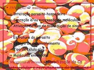 INVASÃO    múltiplos passos Interação parasito-hospedeiro Secreção e/ou expressão de moléculas Ativação de vias de transdução de sinais Depende : Estrutura do parasito Estágio de desenvolvimento Tipo de célula alvo Moléculas envolvidas Mecanismo de invasão     mobilização do Ca intracelular e recrutamento do lisossomo 