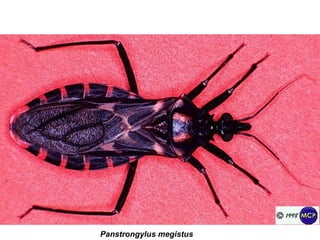 Panstrongylus megistus 