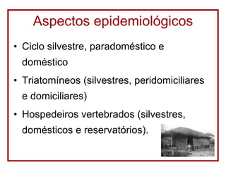 Aspectos epidemiológicos Ciclo silvestre, paradoméstico e doméstico Triatomíneos (silvestres, peridomiciliares e domiciliares) Hospedeiros vertebrados (silvestres, domésticos e reservatórios). 
