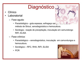 Diagnóstico Clínico Laboratorial Fase aguda: Parasitológico - gota espessa, esfregaço sanguíneo, cultura, método de Strout, xenodiagnóstico e hemocultura. Sorologia - reação de precipitação, inoculação em camundongo RIFI, ELISA Fase crônica: Parasitológico – xenodiagnóstico, inoculação  em camundungos e hemocultura. Sorológico – RFC, RHA, RIFI, ELISA PCR 