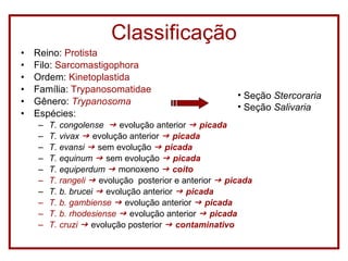 Classificação Reino:  Protista Filo:  Sarcomastigophora Ordem:  Kinetoplastida Família:  Trypanosomatidae Gênero:  Trypanosoma Espécies:  T. congolense     evolução anterior    picada T. vivax     evolução anterior    picada T. evansi     sem evolução    picada T. equinum     sem evolução    picada T. equiperdum     monoxeno    coito T. rangeli     evolução  posterior e anterior    picada T. b. brucei     evolução anterior    picada T. b. gambiense     evolução anterior    picada T. b. rhodesiense     evolução anterior    picada T. cruzi     evolução posterior    contaminativo Seção  Stercoraria Seção  Salivaria 