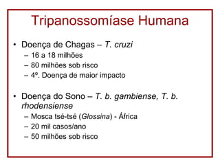 Tripanossomíase Humana Doença de Chagas –  T. cruzi 16 a 18 milhões 80 milhões sob risco 4º. Doença de maior impacto Doença do Sono –  T. b. gambiense, T. b. rhodensiense Mosca tsé-tsé ( Glossina ) - África 20 mil casos/ano 50 milhões sob risco 