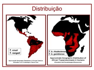 Distribuição T. cruzi T. rangeli T. b. rhodesiense T. b. gambiense 