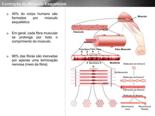 AULA 4 - FISIOLOGIA HUMANA - FISIOLOGIA MUSCULAR 2.pptx