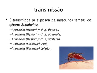 traismissão
• É traismitda pela picada de mosquitos fêmeas do
gêiero Anopheles:
–Anopheles (Nyssorhynchus) darlingi,
–Anopheles (Nyssorhynchus) aquasalis,
–Anopheles (Nyssorhynchus) albitarsis,
–Anopheles (Kerteszia) cruzi,
–Anopheles (Kerteszia) bellator.
 