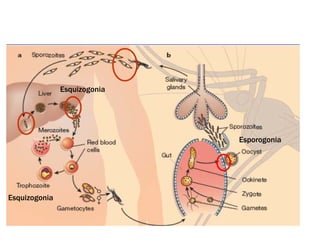 Esquizogonia
Esquizogonia
Esporogonia
 