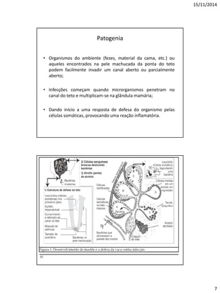 15/11/2014
7
Patogenia
• Organismos do ambiente (fezes, material da cama, etc.) ou
aqueles encontrados na pele machucada da ponta do teto
podem facilmente invadir um canal aberto ou parcialmente
aberto;
• Infecções começam quando microrganismos penetram no
canal do teto e multiplicam-se na glândula mamária;
• Dando início a uma resposta de defesa do organismo pelas
células somáticas, provocando uma reação inflamatória.
 