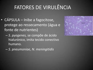 FATORES DE VIRULÊNCIACÁPSULA – Inibe a fagocitose, protege ao ressecamento (água e fonte de nutrientes)S. pyogenes, se compõe de ácido hialurónico, imita tecidoconectivo humano.S. pneumoniae, N. meningitidis