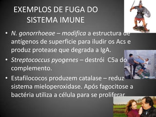 EXEMPLOS DE FUGA DO SISTEMA IMUNEN. gonorrhoeae– modifica a estructura de antígenos de superficie para iludir os Acs e produzprotease que degrada a IgA. Streptococcuspyogenes – destróiC5a do complemento.Estafilococos produzem catalase – reduz sistema mieloperoxidase. Apósfagocitose a bactéria utiliza a célula para se proliferar.