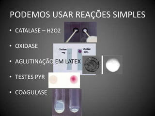 PODEMOS USAR REAÇÕES SIMPLESCATALASE – H2O2OXIDASEAGLUTINAÇÃO EM LATEXTESTES PYRCOAGULASE