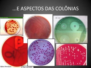 ...E ASPECTOS DAS COLÔNIAS