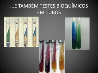 ...E TAMBÉM TESTES BIOQUÍMICOS EM TUBOS