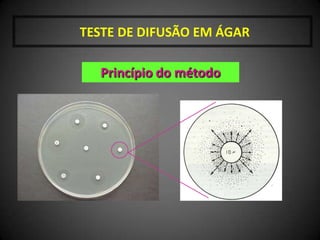   Ajustar a turbidez	0,5 McFarland1 a 2 x 108 UFC/mL  Estabilizar 15 min.Confirme a Diferença!