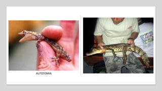 AUTOTOMIA
 
