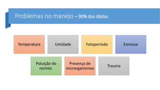 Problemas no manejo – 90% dos óbitos
Temperatura Umidade Fotoperíodo Estresse
Poluição do
recinto
Presença de
microrganismos
Trauma
 