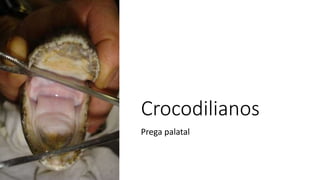 Crocodilianos
Prega palatal
 
