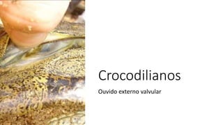 Crocodilianos
Ouvido externo valvular
 