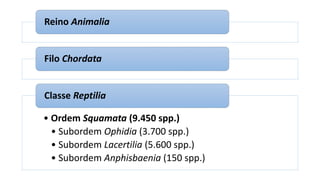 Reino Animalia
Filo Chordata
• Ordem Squamata (9.450 spp.)
• Subordem Ophidia (3.700 spp.)
• Subordem Lacertilia (5.600 spp.)
• Subordem Anphisbaenia (150 spp.)
Classe Reptilia
 