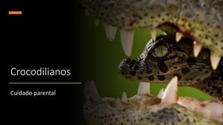 Crocodilianos
Cuidado parental
 