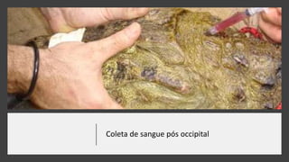 Coleta de sangue pós occipital
 