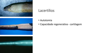 Lacertílios
• Autotomia
• Capacidade regenerativa - cartilagem
 