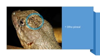 • Olho pineal
 