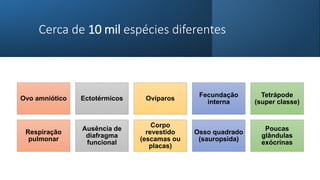 Cerca de 10 mil espécies diferentes
Ovo amniótico Ectotérmicos Ovíparos
Fecundação
interna
Tetrápode
(super classe)
Respiração
pulmonar
Ausência de
diafragma
funcional
Corpo
revestido
(escamas ou
placas)
Osso quadrado
(sauropsida)
Poucas
glândulas
exócrinas
 