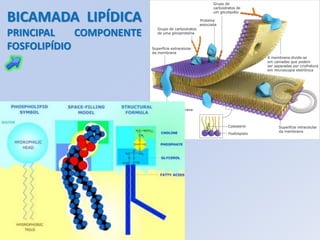 BICAMADA LIPÍDICA
PRINCIPAL    COMPONENTE
FOSFOLIPÍDIO
 