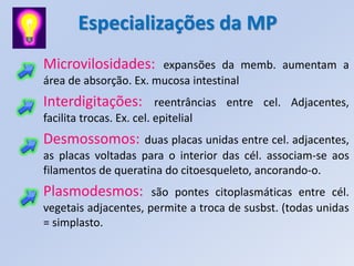Especializações da MP
Microvilosidades:      expansões da memb. aumentam a
área de absorção. Ex. mucosa intestinal
Interdigitações:          reentrâncias entre cel. Adjacentes,
facilita trocas. Ex. cel. epitelial
Desmossomos:       duas placas unidas entre cel. adjacentes,
as placas voltadas para o interior das cél. associam-se aos
filamentos de queratina do citoesqueleto, ancorando-o.
Plasmodesmos:         são pontes citoplasmáticas entre cél.
vegetais adjacentes, permite a troca de susbst. (todas unidas
= simplasto.
 
