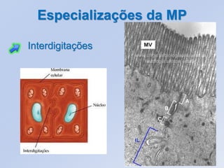 Especializações da MP

Interdigitações
 