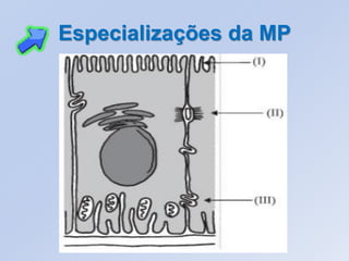 Especializações da MP
 