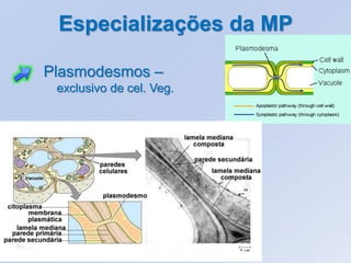 Especializações da MP

Plasmodesmos –
 exclusivo de cel. Veg.
 