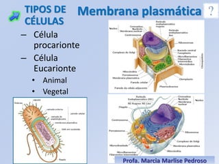 TIPOS DE      Membrana plasmática
CÉLULAS
– Célula
  procarionte
– Célula
  Eucarionte
  • Animal
  • Vegetal




                    Profa. Marcia Marlise Pedroso
 