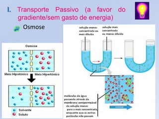 I. Transporte Passivo (a favor do
   gradiente/sem gasto de energia)
     Osmose
 