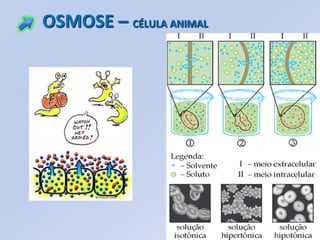 OSMOSE – CÉLULA ANIMAL
 