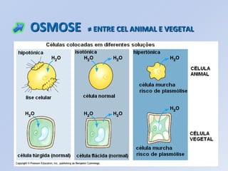 OSMOSE   ≠ ENTRE CEL ANIMAL E VEGETAL
 