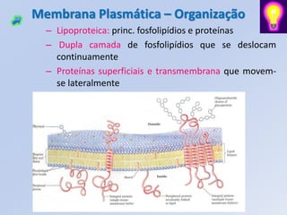 Membrana Plasmática – Organização
  – Lipoproteica: princ. fosfolipídios e proteínas
  – Dupla camada de fosfolipídios que se deslocam
    continuamente
  – Proteínas superficiais e transmembrana que movem-
    se lateralmente
 