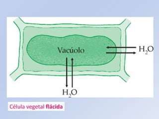 Célula vegetal flácida
 