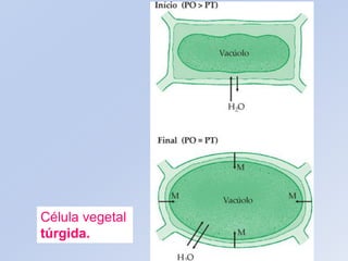 Célula vegetal
túrgida.
 