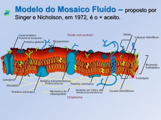 Modelo do Mosaico Fluído – proposto por
Singer e Nicholson, em 1972, é o + aceito.
 