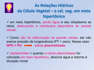 As Relações Hídricas
       da Célula Vegetal – a cel. veg. em meio
                    hipertônico
 em meio hipertônico, perde água e seu citoplasma se
retrai, deslocando a membrana plasmática da parede
celular.

 Como não há deformação da parede celular, ela não
exerce pressão de turgescência (PT = zero). Nesse caso:
DPD = PO          célula plasmolisada.

 deplasmólise = quando a célula plasmolisada for
colocada em meio hipotônico, absorve água e retorna à
situação inicial.
 