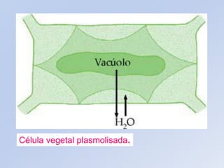 Célula vegetal plasmolisada.
 
