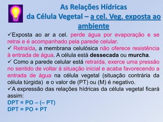 As Relações Hídricas
       da Célula Vegetal – a cel. Veg. exposta ao
                      ambiente
Exposta ao ar a cel. perde água por evaporação e se
retrai e é acompanhado pela parede celular.
 Retraída, a membrana celulósica não oferece resistência
à entrada de água. A célula está dessecada ou murcha.
 Como a parede celular está retraída, exerce uma pressão
no sentido de voltar à situação inicial e acaba favorecendo a
entrada de água na célula vegetal (situação contrária da
célula túrgida) e o valor de (PT) ou (M) é negativo.
A expressão das relações hídricas da célula vegetal ficará
assim:
DPT = PO – (– PT)
DPT = PO + PT
 