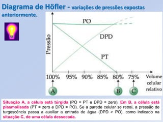 Diagrama de Höfler - variações de pressões expostas
anteriormente.




Situação A, a célula está túrgida (PO = PT e DPD = zero). Em B, a célula está
plasmolisada (PT = zero e DPD = PO). Se a parede celular se retrai, a pressão de
turgescência passa a auxiliar a entrada de água (DPD > PO), como indicado na
situação C, de uma célula dessecada.
 