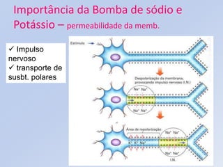 Importância da Bomba de sódio e
 Potássio – permeabilidade da memb.
 Impulso
nervoso
 transporte de
susbt. polares
 