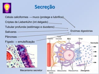 Secreção
Célula caliciformes → muco (protege e lubrifica)
Criptas de Lieberkühn (int delgado)
Tubular profunda (estômago e duodeno)
Salivares                                          Enzimas digestórias

Pâncreas
Fígado → emulsificação




            Mecanismo secretor
 