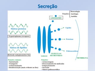 Secreção
 