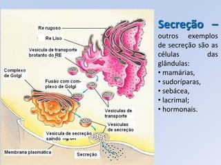 Secreção –
outros exemplos
de secreção são as
células        das
glândulas:
• mamárias,
• sudoríparas,
• sebácea,
• lacrimal;
• hormonais.
 